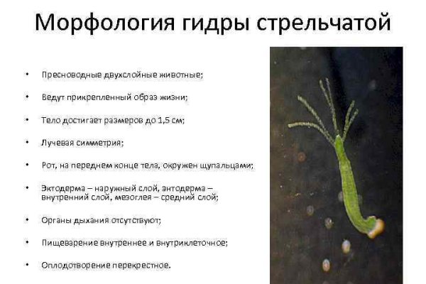 Кракен адрес даркнет